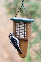 EcoTough Tail-Prop Suet Feeder