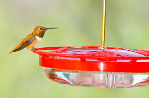 Wild Birds Unlimited High Perch Hummingbird Feeder